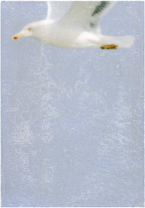 Die weißen Tauben sind Möwen